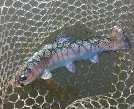 大安トラウトレイク釣果